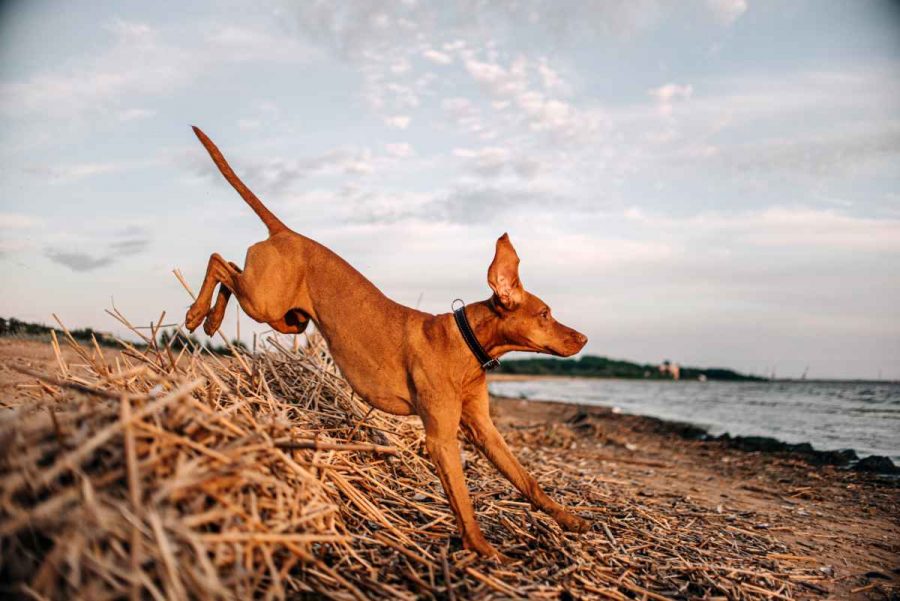 Fashionable accessories for sporty dogs