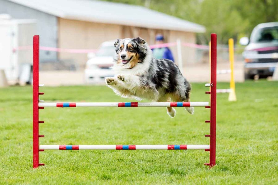 Agility-Hindernisse für Hunde