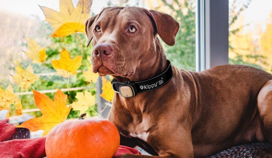 Collier pour chien et la Black Friday