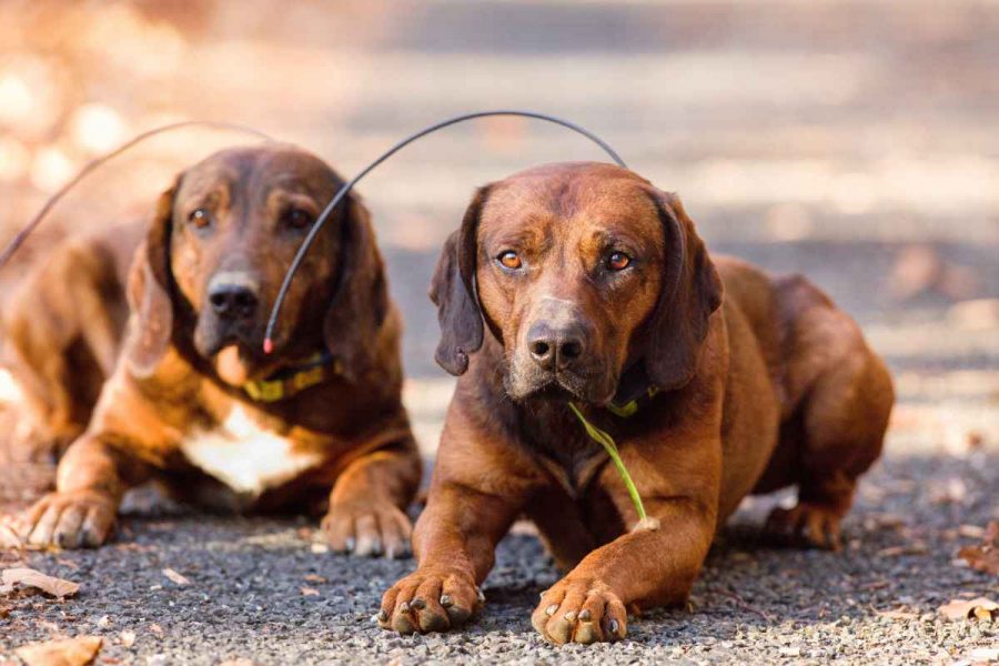 GPS for hunting dogs