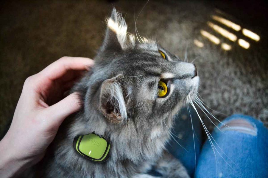 GPS para gatos con descuento durante el Black Friday 