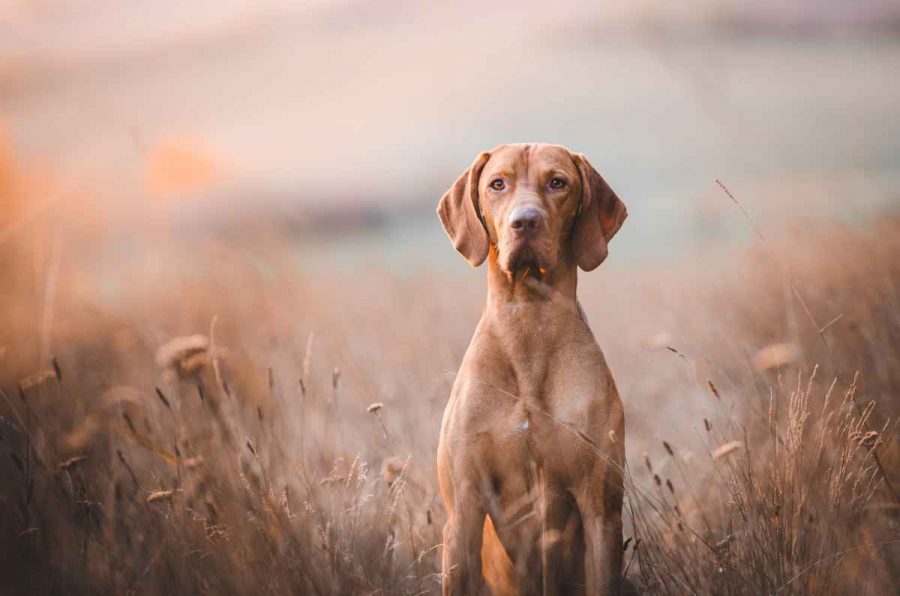 Collari satellitari per cani da seguita