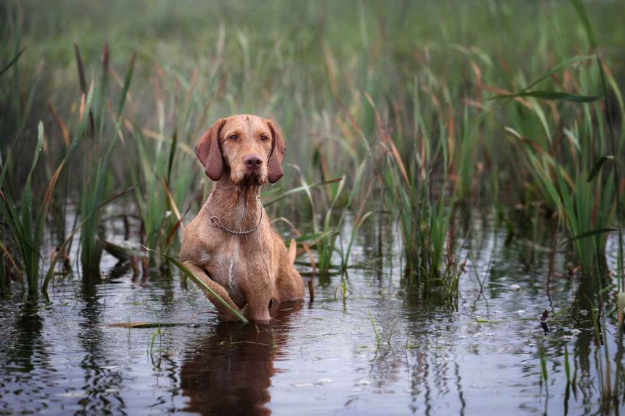 GPS-Ortung für Vorstehhunde