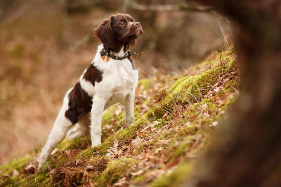 Amazon GPS for hunting dogs 