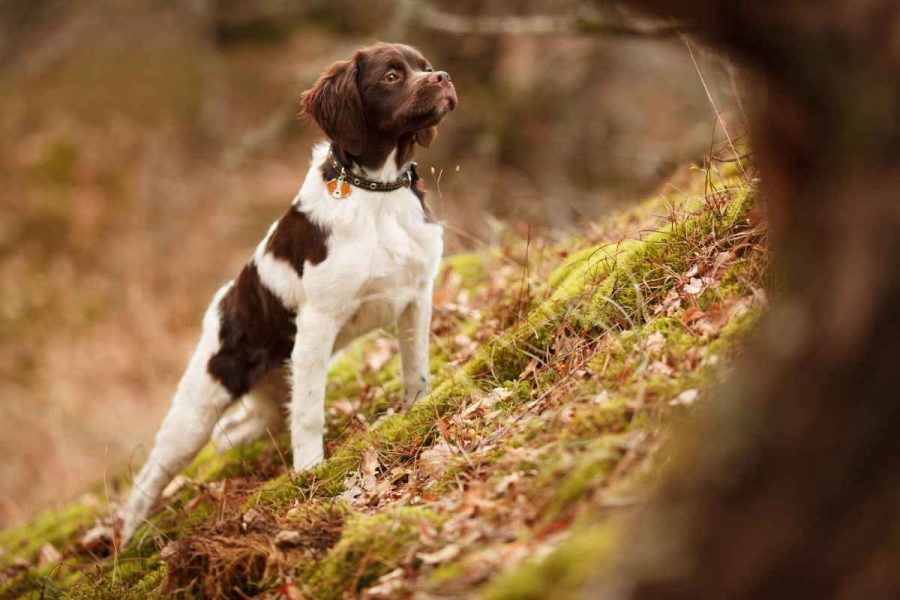 Collier GPS pour chiens de chasse Amazon