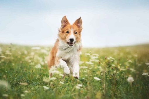 dog-runs-grass
