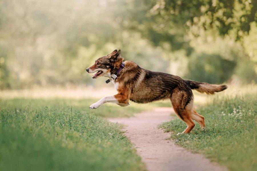 Collier beeper GPS pour chiens