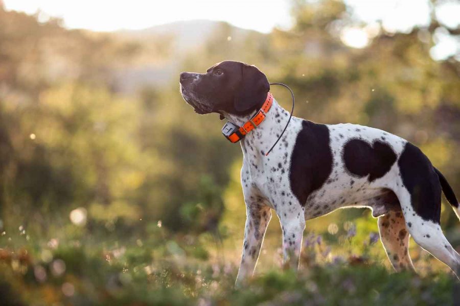 Satellite collars for hunting dogs