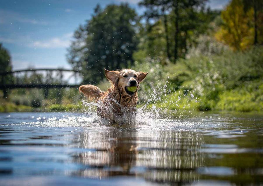 GPS-Tracker für Tiere