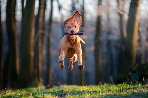 dog-jumps-stick