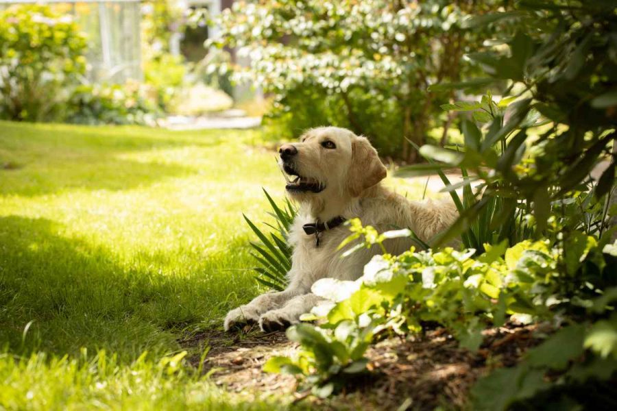 Collier émetteur GPS pour chiens Amazon