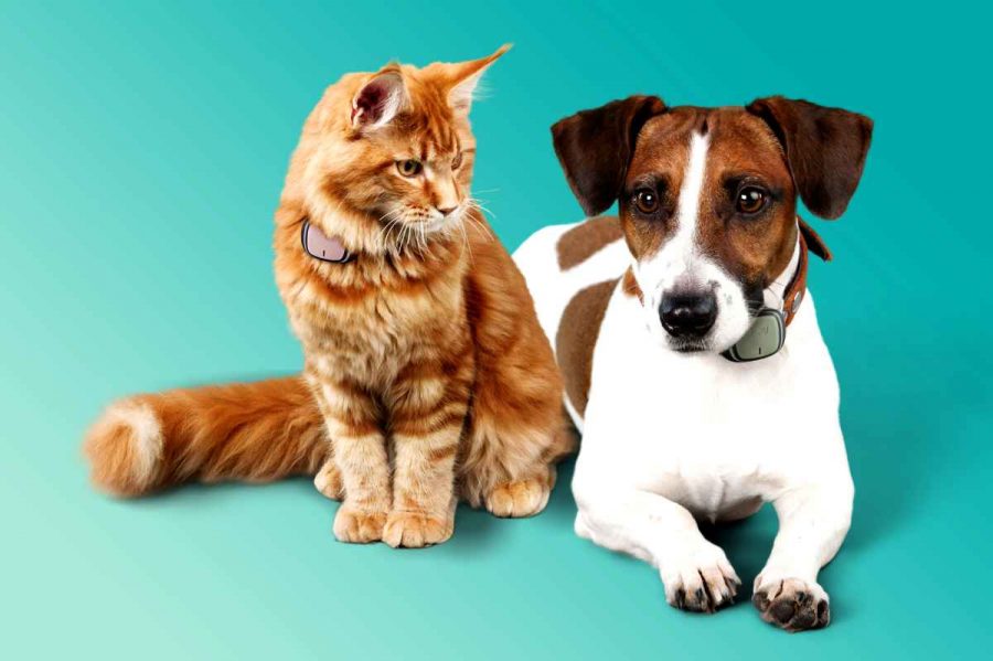 Traceur GPS Pour Animaux Sans Abonnement - Collier Réglable Pour Chat/chien - Localisation En Temps Réel Via App - Rose