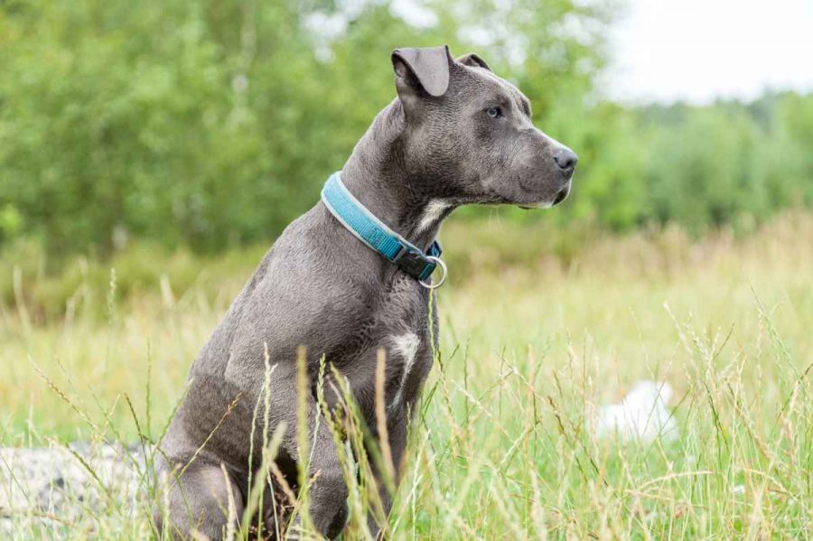 GPS cani senza abbonamento Amazon