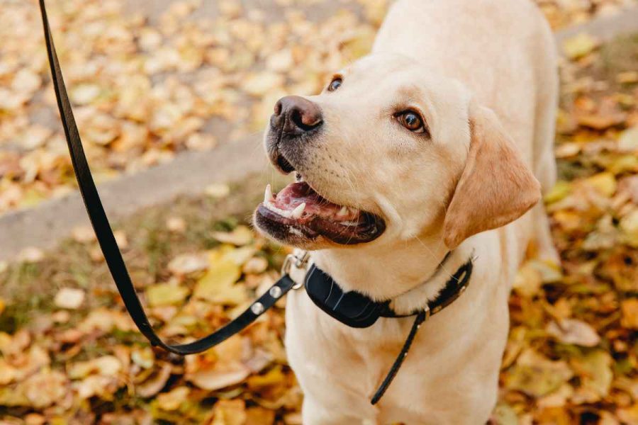 Amazon SIM-freier GPS-Hundetracker