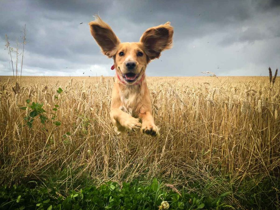 Amazon GPS-Hundehalsbänder