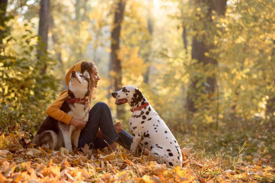 Amazon GPS dog collar