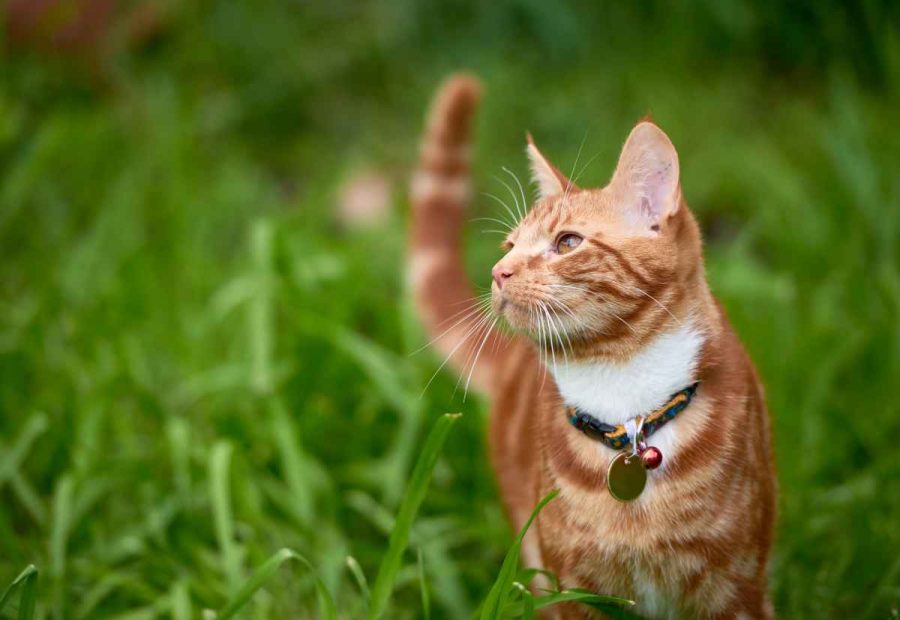 Colliers pour chats : quel collier choisir pour son chat ?