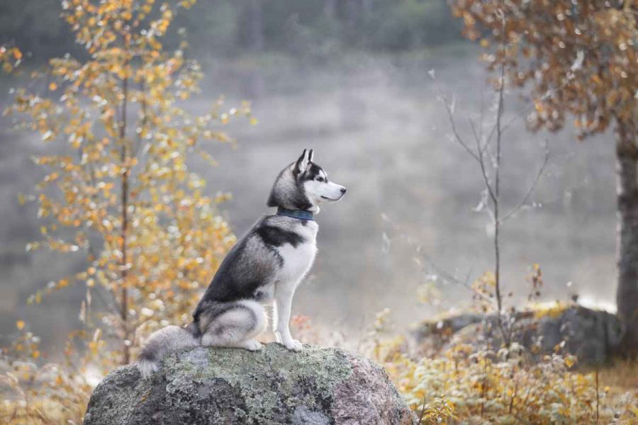 Amazon dog GPS tracker