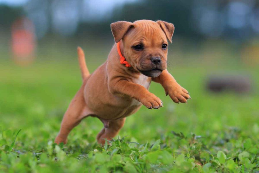 GPS puppy collar