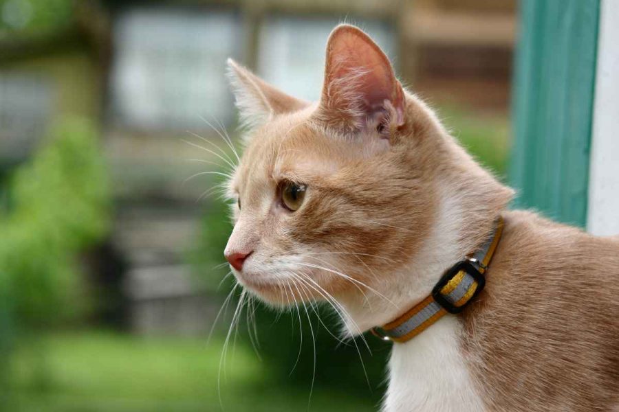 How to get your cat used to the collar