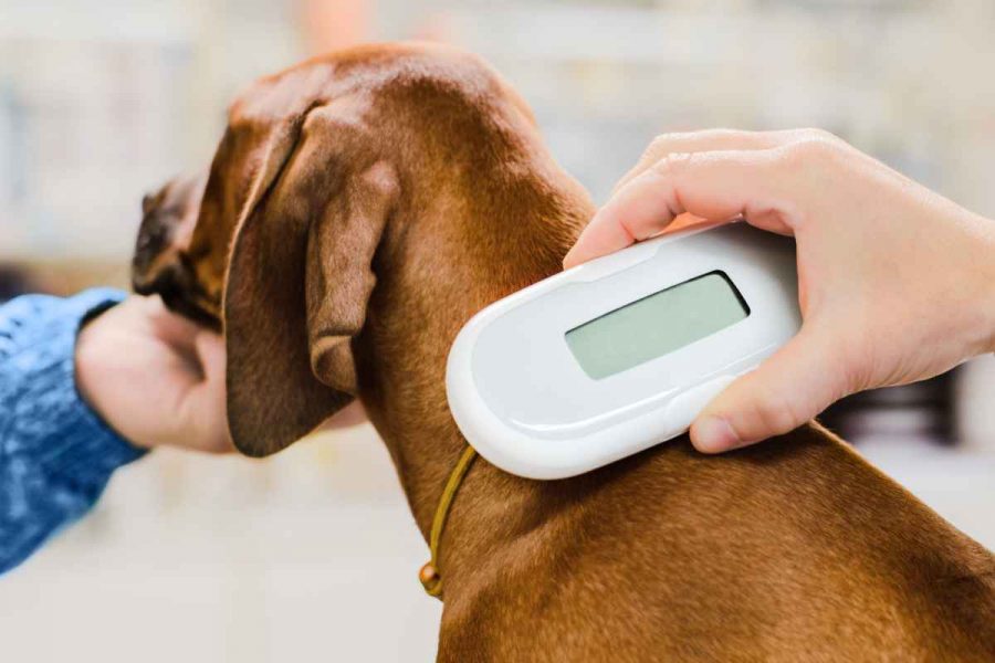 GPS for dogs under the skin