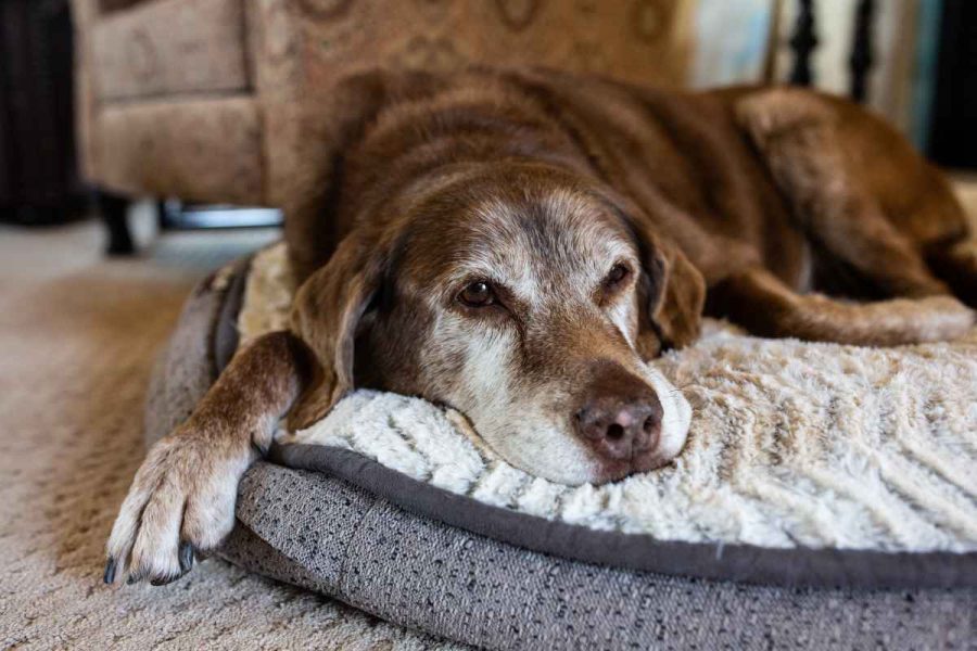 Dementia in dogs