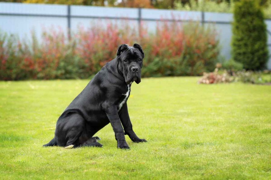 Cane Corso für die Paarung 