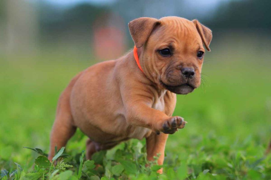 Colored puppy collars