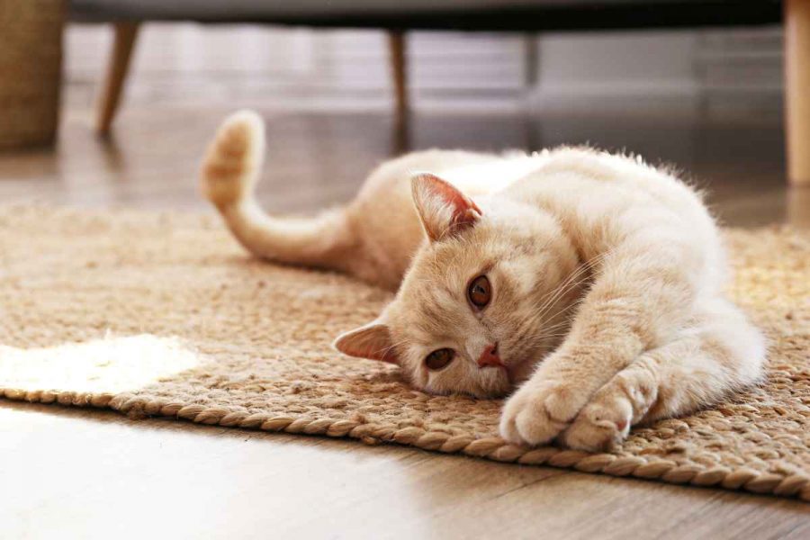 Grandmother’s remedies for cats on heat