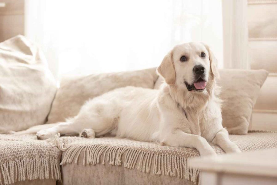 Langhaariger Labrador