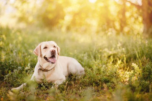 chien-allongé-herbe