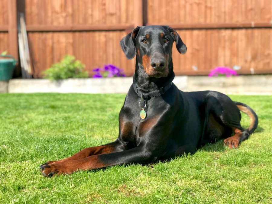 El mejor perro guardián y de compañía