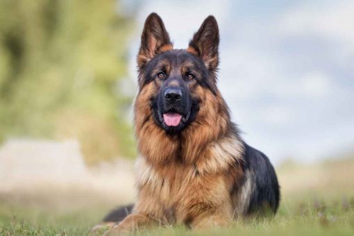 perro-pastor-alemán