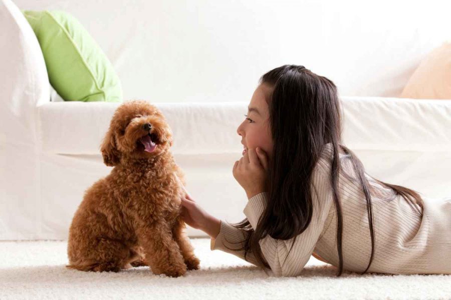 Best dogs for children 