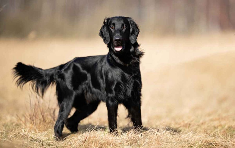 Newfoundland and Golden Retriever