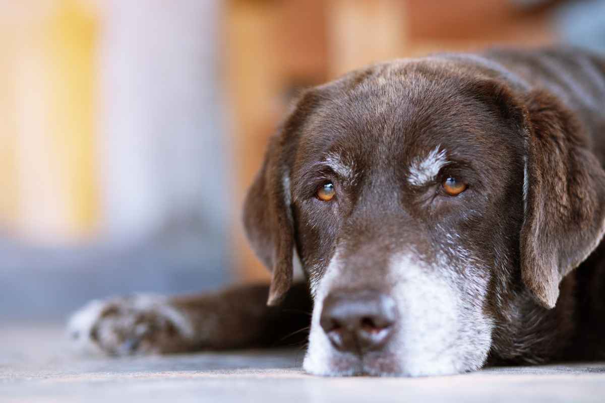 Calming drops for dementia dogs
