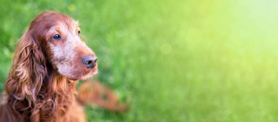 Beruhigungstropfen für demenzkranke Hunde