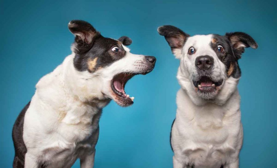 Geräte zur Unterbindung von Hundegebell