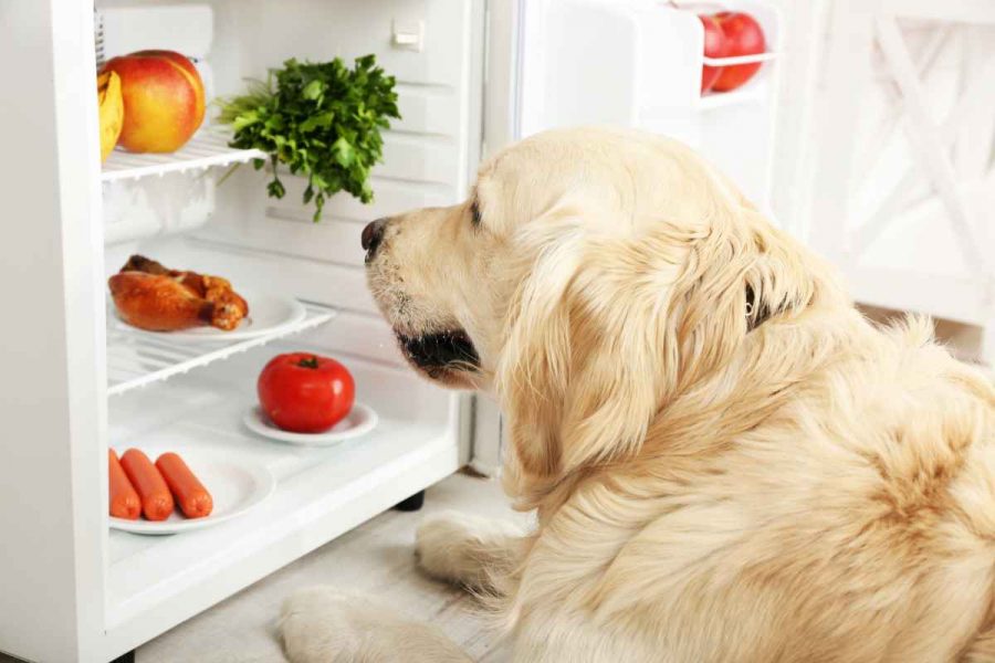 Können Hunde Feigen essen?