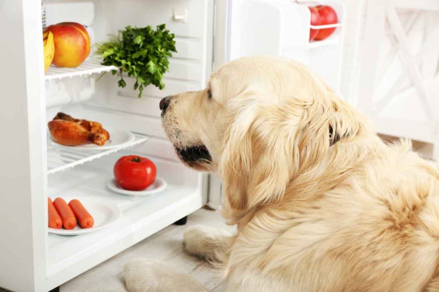 Les chiens peuvent-ils manger des figues ?