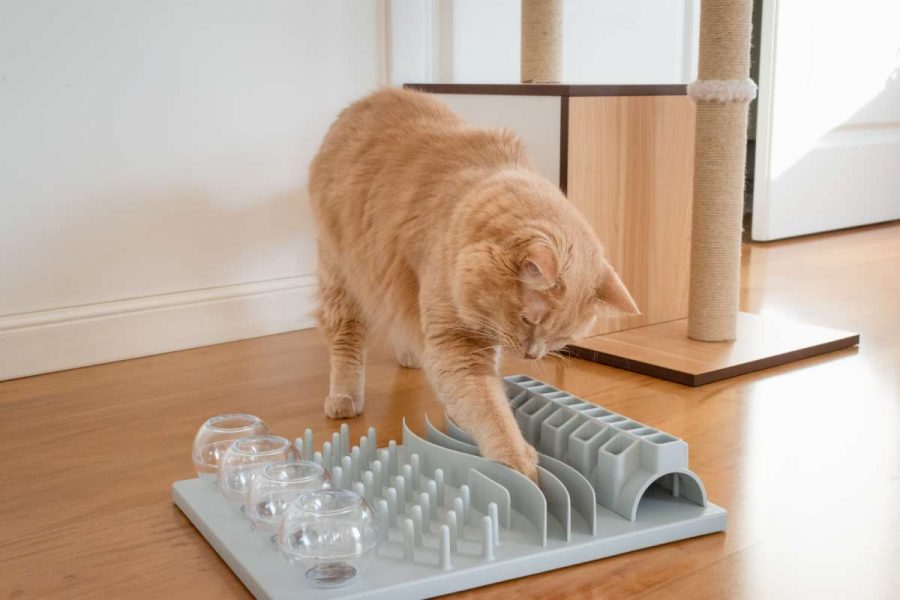 7 easy tips to keep your cat busy