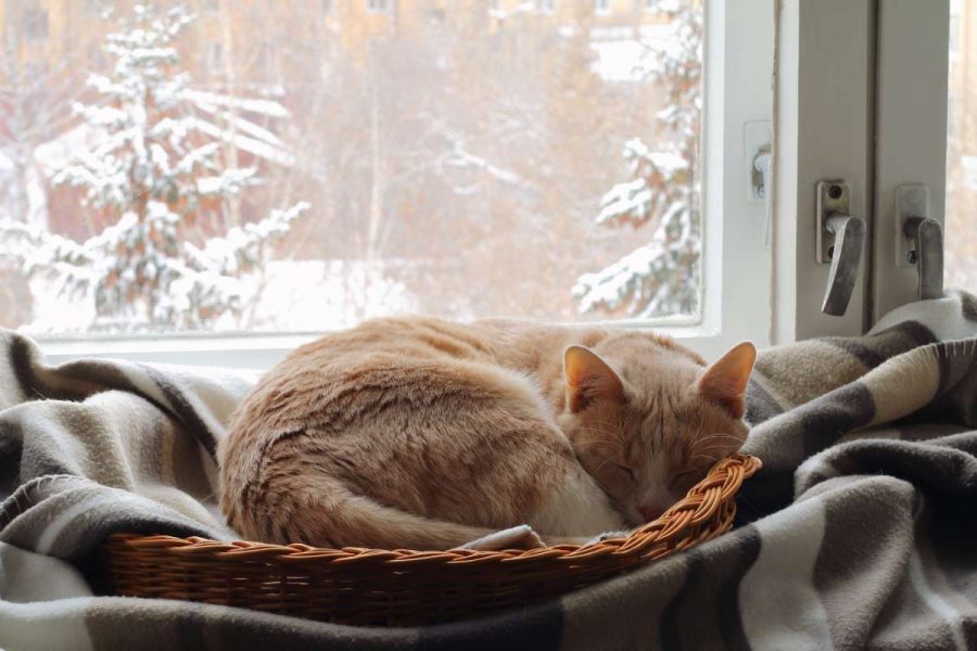 6 tips to take care of your cat in winter