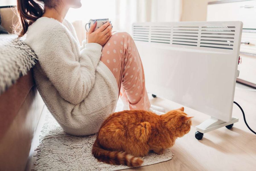 1 6 conseils pour prendre soin de son chat en hiver