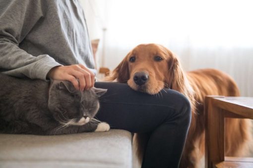cat-dog-cuddles