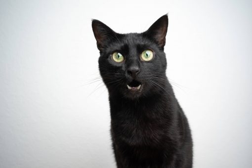 Un chat noir qui miaule
