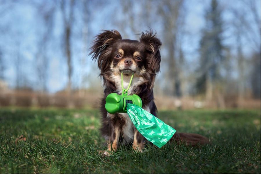 My dog eats poop. Why? What to do?