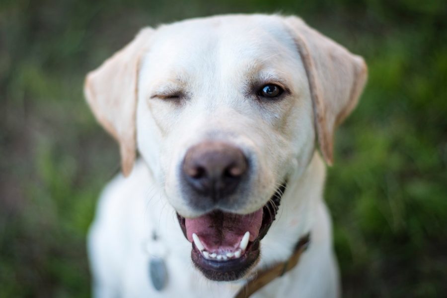 1 Mon chien mange des crottes. Pourquoi ? Que faire ?