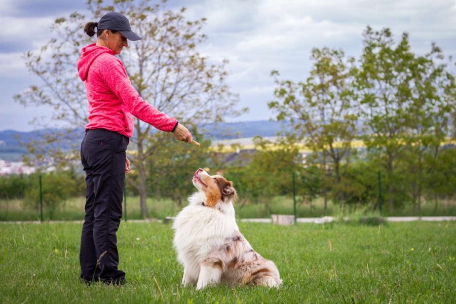 Entrenamiento de perros: cómo hacerlo agradable