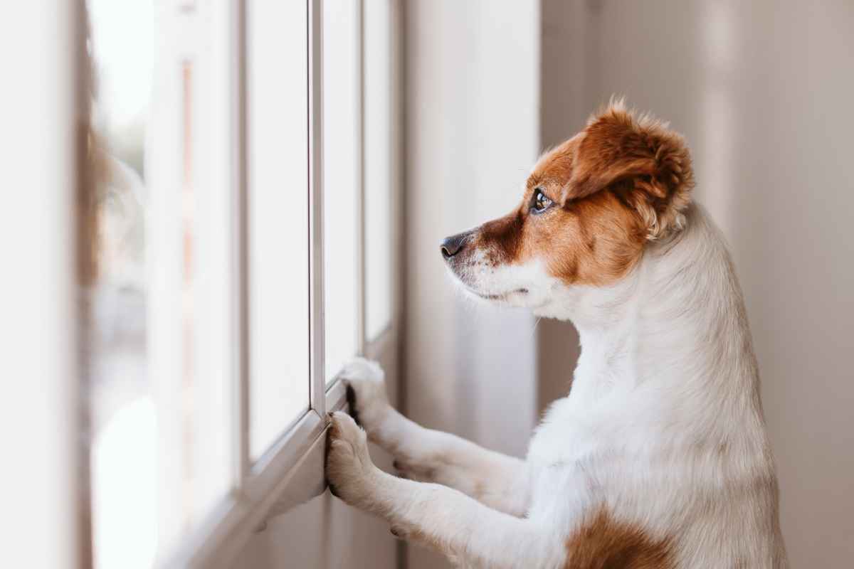 Dog alone in the house strategies to keep them from suffering