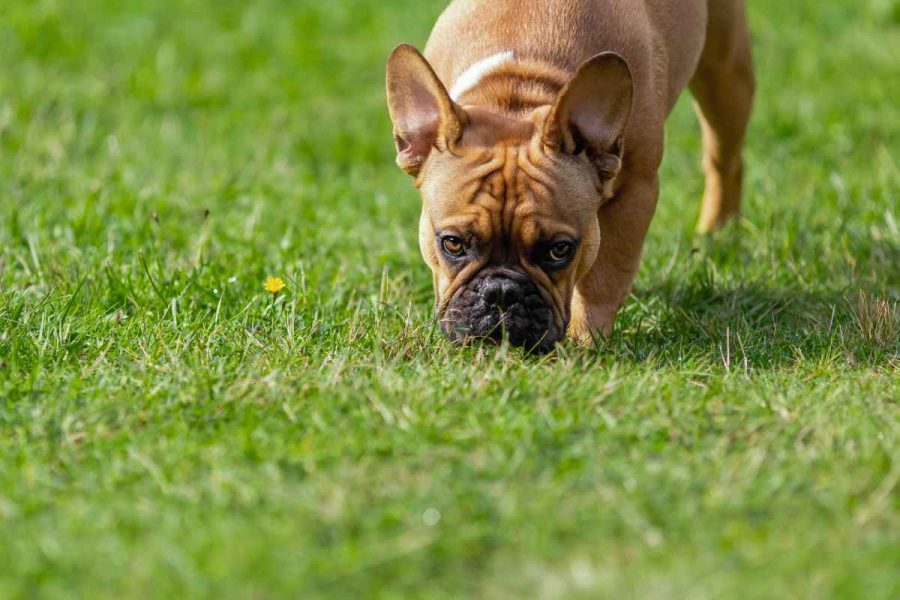 Perché il cane mangia la propria cacca?